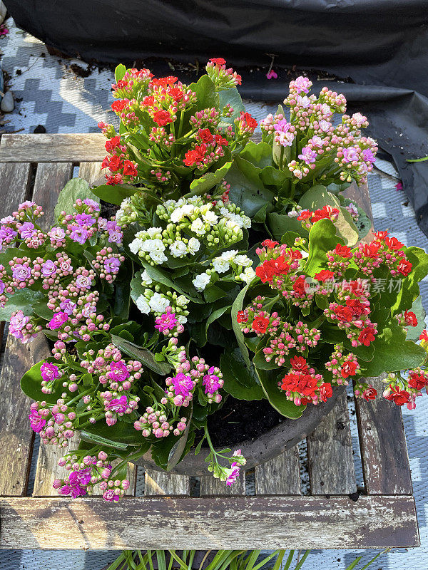 开花的火焰水果盆栽植物(kalanche blossfeldiana)在花园的木桌上，热带多肉植物，粉红色，白色和红色的花朵，高架视图